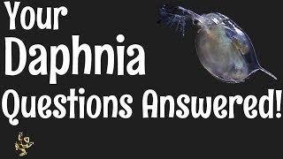 Daphnia Questions Answered [upl. by Leverick]