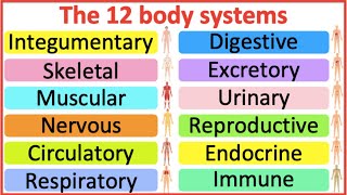 12 Organ Systems  Roles amp functions  Easy science lesson [upl. by Bowes]