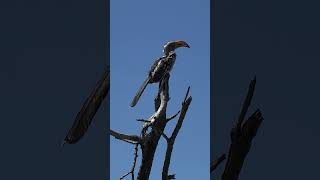 Okavango Delta Botswana [upl. by Aldora]