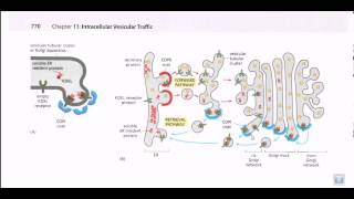 Protein secretion pathway ER to Golgi [upl. by Rekoob]