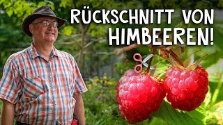 Himbeeren schneiden amp pflegen im Frühjahr und Herbst 🍇  Der Rückschnitt einfach erklärt [upl. by Aihsoj]