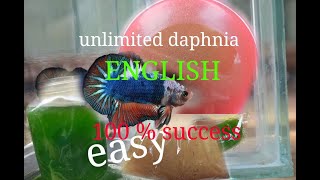 daphnia moina culture Easy way Unlimited production English  with sub Green water Chlorella [upl. by Anirret]