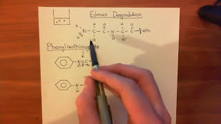 Protein sequencing  Edman Degradation Part 1 [upl. by Sarilda723]