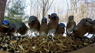 14 Eastern Bluebirds visit feeder at once [upl. by Ainak]