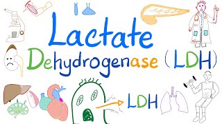 Lactate Dehydrogenase LDH  Organ Damage  Biochemistry Labs Clinical significance [upl. by Enomys23]