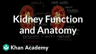 Kidney function and anatomy  Renal system physiology  NCLEXRN  Khan Academy [upl. by Bohs828]