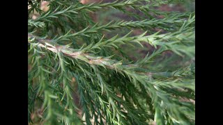 Sequoiadendron giganteum giant sequoia Cupressaceae [upl. by Leirbaj]