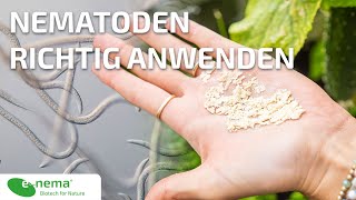 Nematoden richtig anwenden  enema [upl. by Modesty]