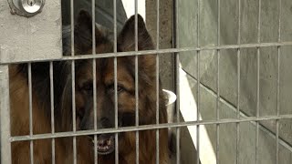 Pets and owners reunited after being separated in Los Angeles fires [upl. by Kathlin]