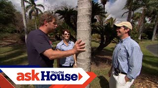 How to Plant Palm Trees  Ask This Old House [upl. by Gayel363]