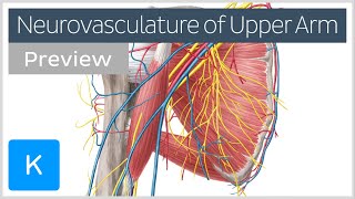 Arteries veins and nerves of the upper arm and shoulder preview  Human Anatomy  Kenhub [upl. by Leonerd]