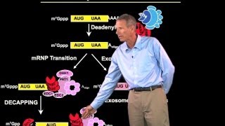 mRNA degradation  Roy Parker BoulderHHMI [upl. by Llednil831]