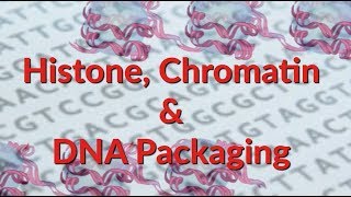 Histone  Chromatin  Nucleosome  DNA Packaging [upl. by Meelak]