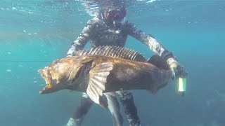 Spearfishing Giant Lingcod [upl. by Goldner]