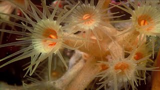 Phylum Cnidaria Part 5 Class Anthozoa [upl. by Retsevlis]