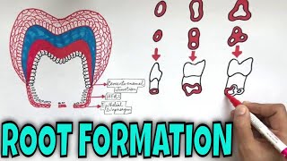 Development of Tooth  Part 3  Root Formation of Tooth [upl. by Ysus763]