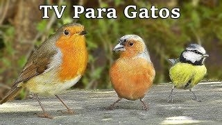 TV Para Gatos  Pájaros en Todas Partes [upl. by Armitage]