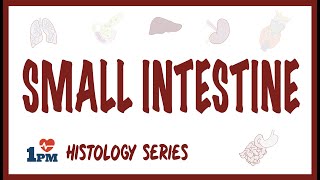 Small Intestine Histology [upl. by Berna]