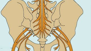 Cauda Equina Syndrome [upl. by Sierra]