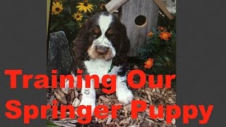 Training Our Springer Spaniel Puppy [upl. by Son953]