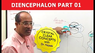 Diencephalon  Neuroanatomy  Part 12 [upl. by Anastasio237]