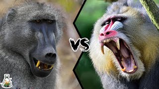 BABOON VS MANDRILL  Which is the strongest monkey [upl. by Odlawso]