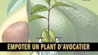 Comment empoter un jeune plant davocatier how to plant an avocado tree [upl. by Llorrac]