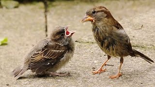 Two Critical Weeks for Fledgling House Sparrows [upl. by Iredale]