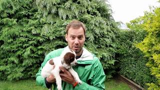 8 WEEK OLD SPRINGER SPANIEL PUPPIES [upl. by Ansaev]