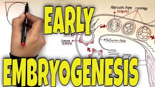 Implantation of the Blastocyst Dr Adel Bondok [upl. by Enelyk]