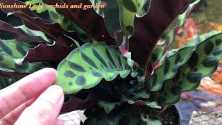 Calathea Lancifolia  Rattlesnake plant  and care tips [upl. by Rosa981]