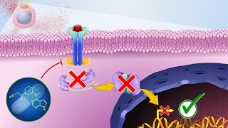 Mechanism of Action of JAK Inhibitors [upl. by Cull783]