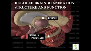 Human Neuroanatomy Detailed Brain 3D Animation  Structure and Function [upl. by Sucramrej293]