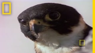 Falcon MidAir Attack  National Geographic [upl. by Enihpets128]