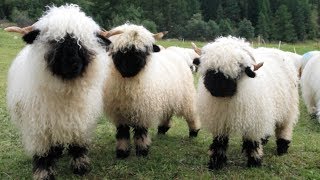 Valais Blacknose Sheep  World’s Cutest Sheep [upl. by Akeber865]