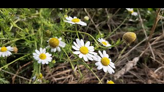 Manzanilla sin olor  Manzanilla del Campo  Manzanilla Bastarda  Anthemis arvensis [upl. by Itsyrk]