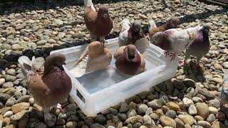 My Modena Pigeons Breeding [upl. by Casady914]