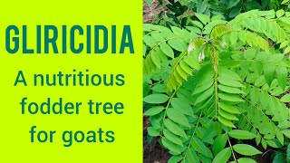 Fodder trees for goats  Gliricidia [upl. by Nuawaj]