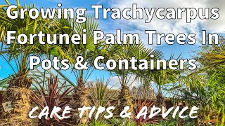 How to Grow Trachycarpus Fortunei Palm Trees in Pots amp Containers [upl. by Ricardama]