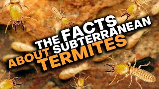 Subterranean Termites What You Need To Know [upl. by Konstanze353]