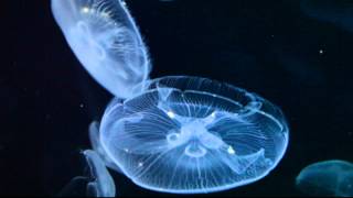 Medusa  Jellyfish  Medusozoa [upl. by Nealy]