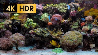 Coral Reef Aquarium  4K HDR 60 fps  no loop [upl. by Cornwell250]