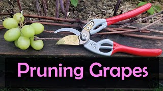 How To Prune Grape Vines  Easy Cane Method [upl. by Ro]