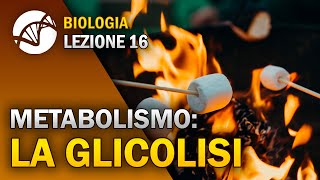 BIOLOGIA  Lezione 16  La Glicolisi  Metabolismo Cellulare [upl. by Jo-Anne]