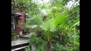 Trachycarpus latisectus Palm trees are not so cold tolerant [upl. by Llesram934]