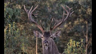 LA ESPAÑA MONTARAZ MONTERÍA EN JAÉN [upl. by Assenov]