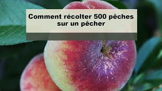 Pêchers comment récolter 500 pêches sur un pêcher [upl. by Millard106]