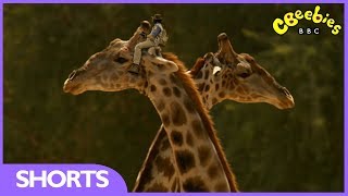 CBeebies  Andys Safari Adventures  Giraffe [upl. by Nixie415]