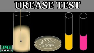 Urease Test [upl. by Culbert501]