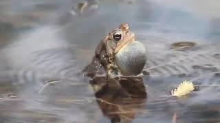 FROG SOUNDS COMPILATIONS [upl. by Akeryt]